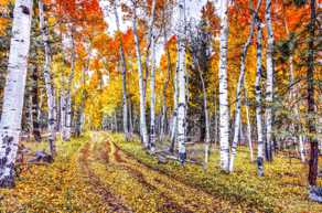 Road in the Aspens 2-4337.jpg